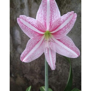 Củ lan huệ sọc hồng có sẵn rễ và lá