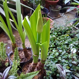 Củ cây bạch trinh biển