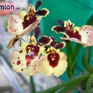 Hoa lan vũ nữ bút chì