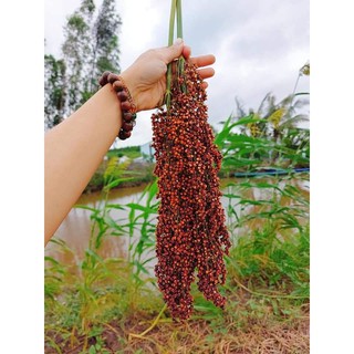 Hạt ý dĩ 500gr