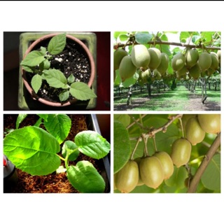 Combo hạt giống cây kiwi