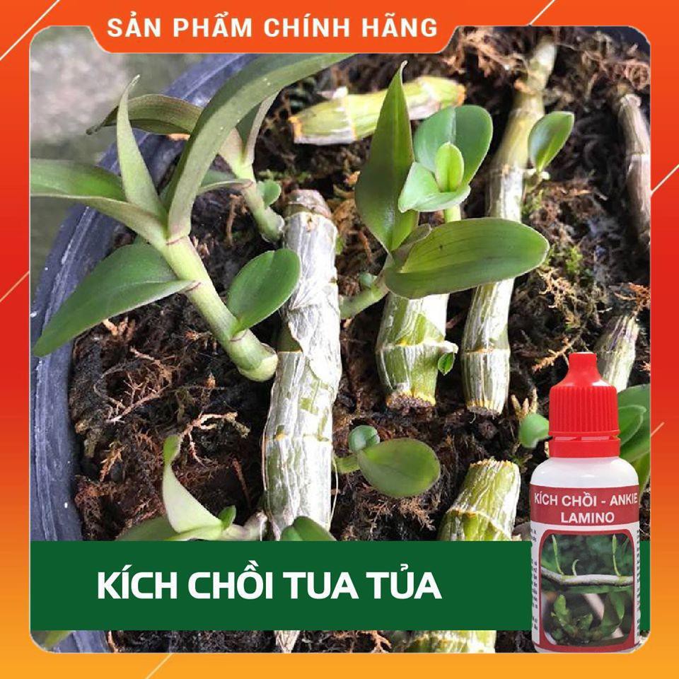 THUỐC kích mầm, chồi keiki cực mạnh ANKIE