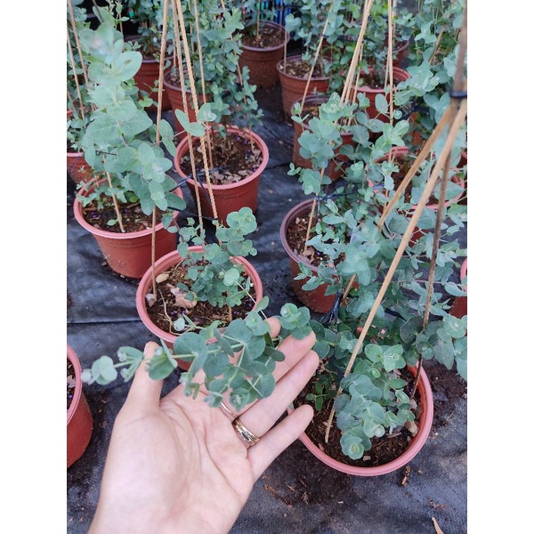 Chậu cứng Eucalyptus Gunnii