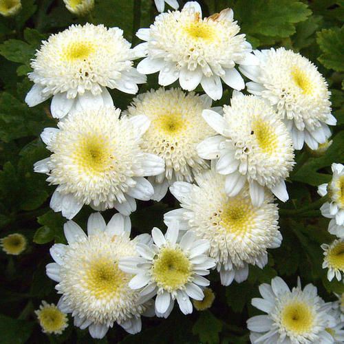 (SIÊU RẺ) Hạt Giống Hoa Cúc Mini Trắng Nhụy Vàng -Gói 100 Hạt