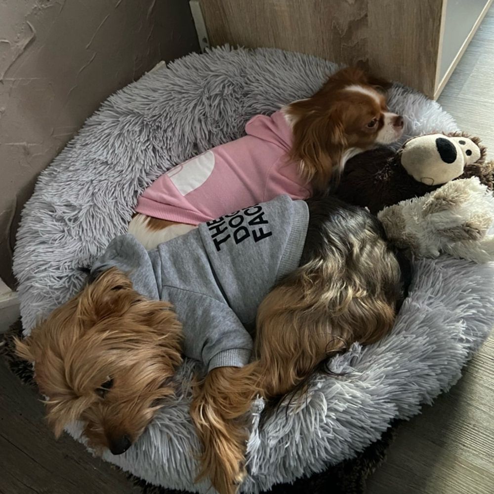 Áo khoác có mũ trùm bằng cotton giữ ấm vào mùa đông thời trang cho cún cưng