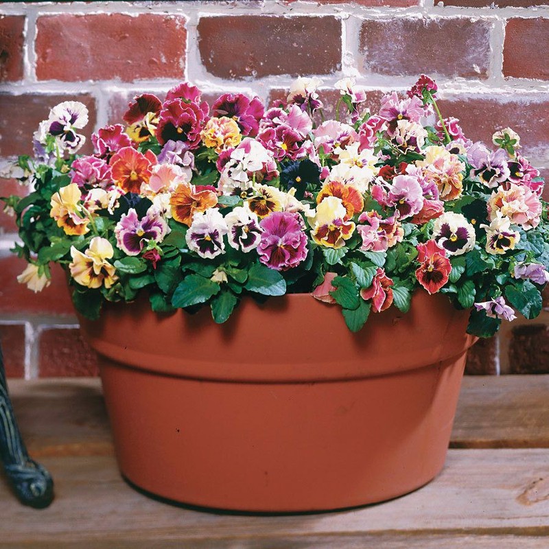 Hạt Giống Hoa Pansy Kép Mix 50 Hạt
