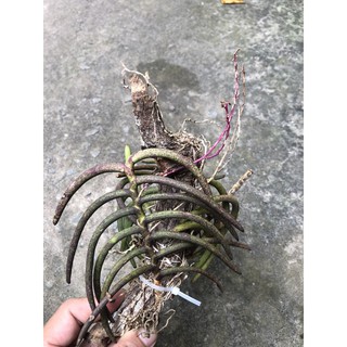 Lan sừng trâu rừng