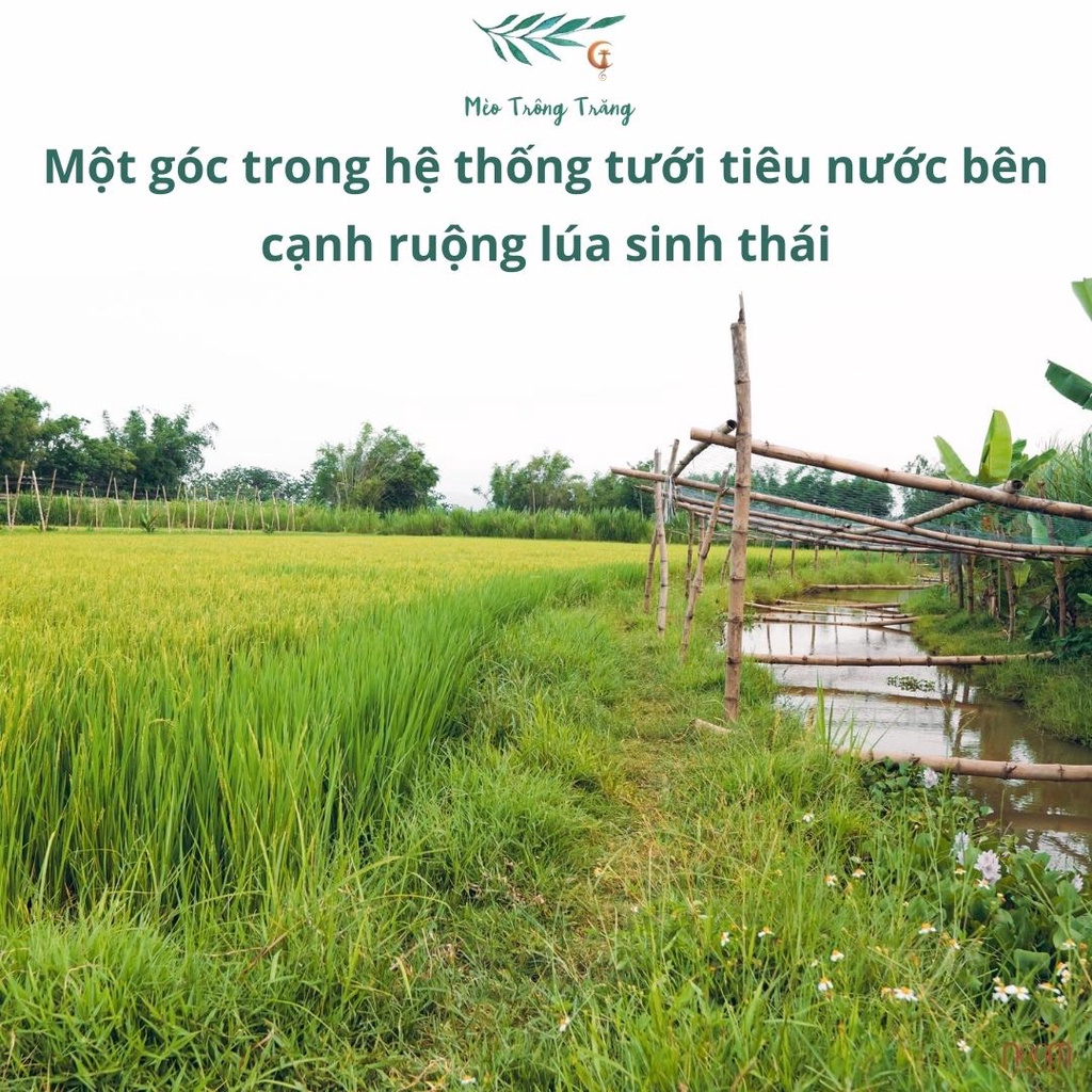 Gạo nếp lứt Thơm Rằng Thơm Noom trồng theo phương pháp vườn rừng, xát dối giữ nguyên dưỡng chất