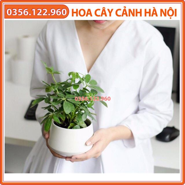 Cây ngũ gia bì để bàn cả chậu sứ