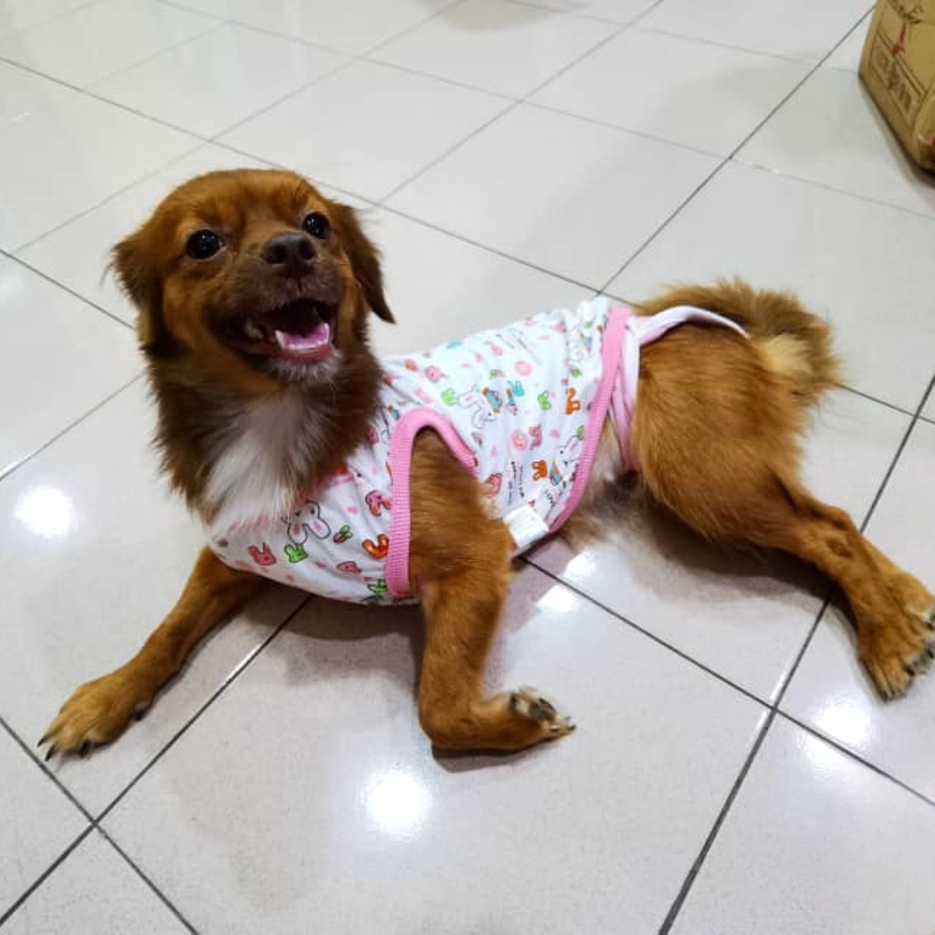 Áo Thun Ba Lỗ Cho Cún Mèo Dễ Thương Quần Áo Thú Cưng Mùa Hè Mát Mẻ Hihapet.