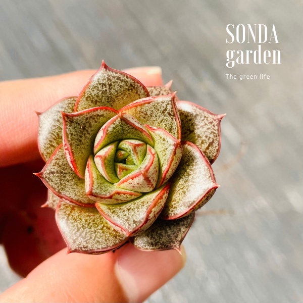 Sen đá hoa hồng đen SONDA GARDEN size mini 2.5-4cm, cây cảnh trang trí nhà cửa, lỗi 1 đổi 1