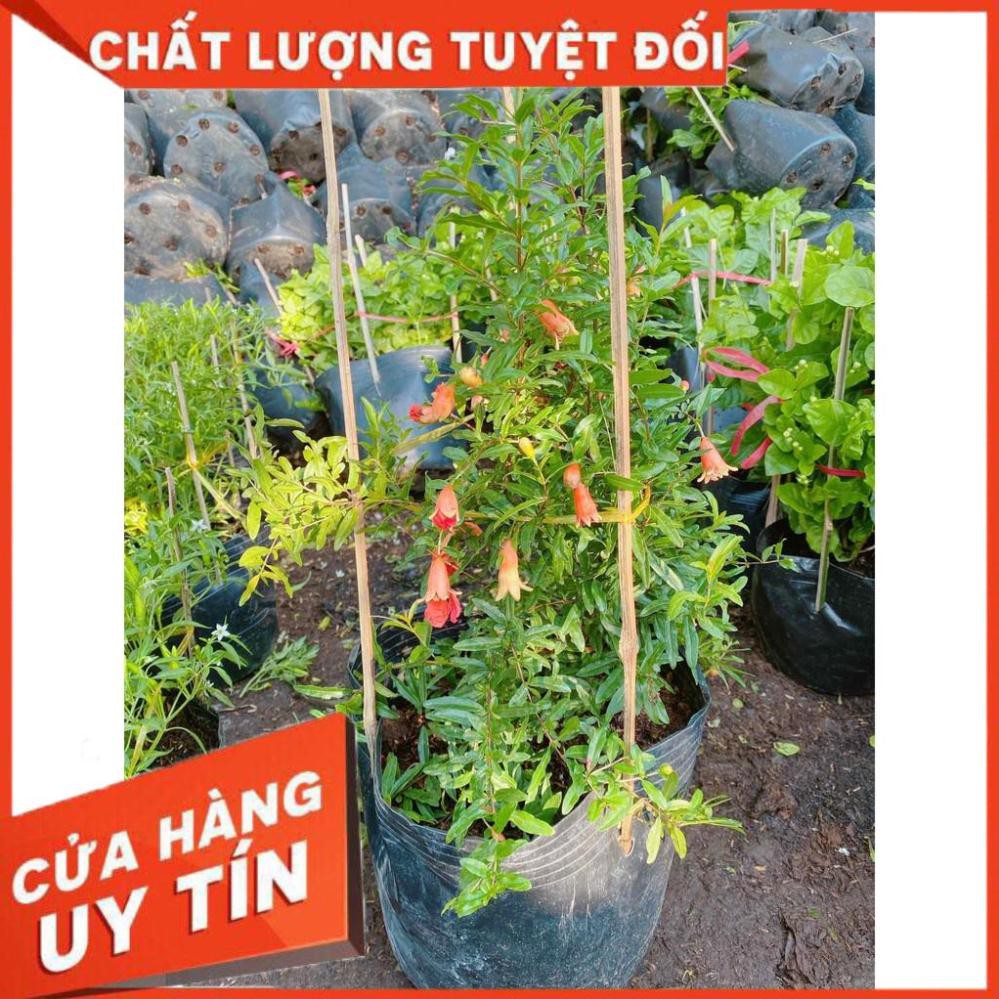 Cây Lựu Size Lớn Nhiều Người Mua