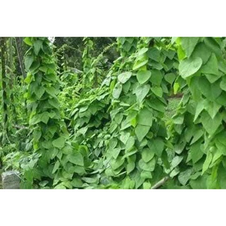 Hạt giống cây sương sâm lông - gói 10 hạt