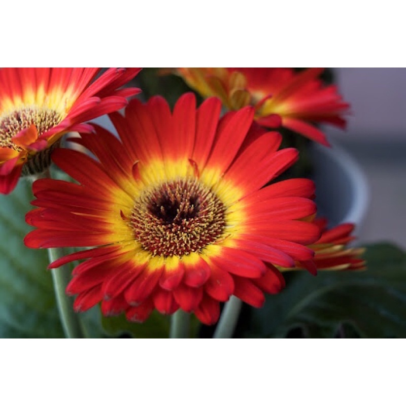Ống kính MF liên xô fed 50/3.5 ngàm L39