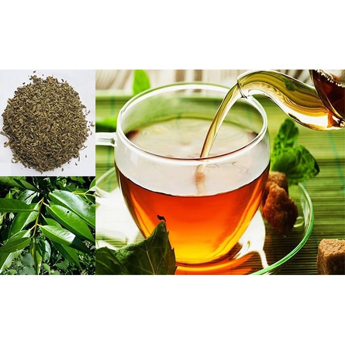 cây lá vối nếp