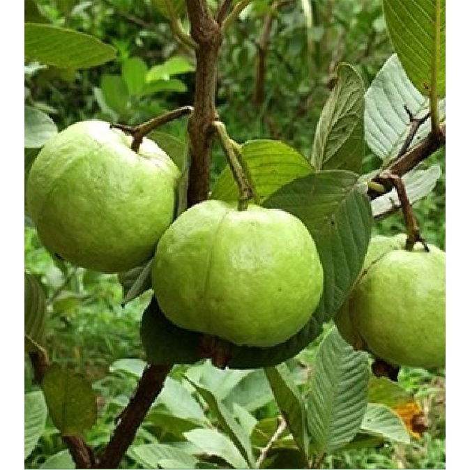 Hạt giống cây ổi xá lị ruột đỏ Đài Loan f1- Gói 15 hạt-tặng kèm gói phân bón lót