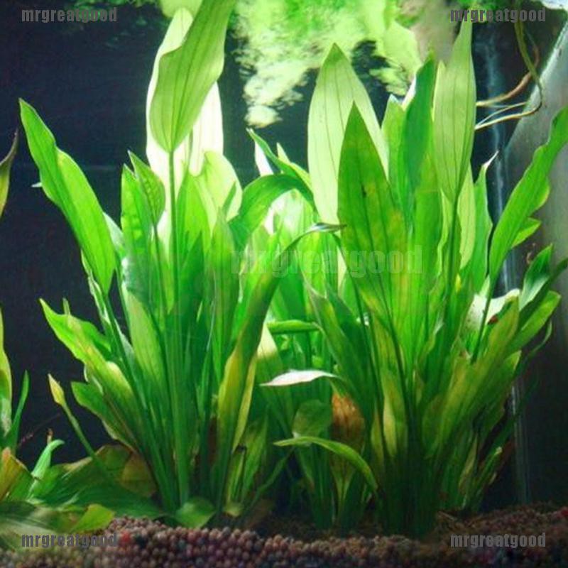 Cây nhựa nhân tạo 15cm dùng trang trí bể cá