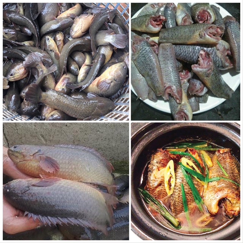 Cá Rô Đồng Tươi Ngon Đã Làm Sạch | Giao Siêu Tốc HCM