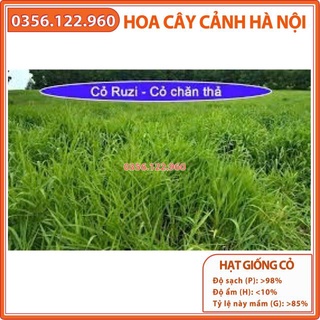 200g hạt giống cỏ xả chịu giẫm đạp Ruzi trong chăn nuôi