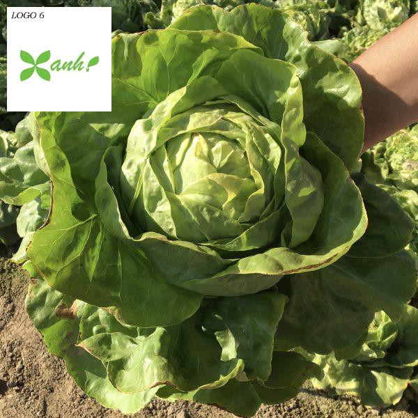 Hạt Giống Xà Lách Cuộn Xanh Siêu Dễ Trồng F1