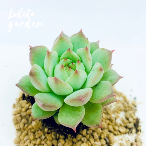 Sen đá tiểu ngọc Đà Lạt size mini cây cảnh trang trí nhà cửa Lolita garden