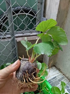 Dâu Tây giống Nhật lùn