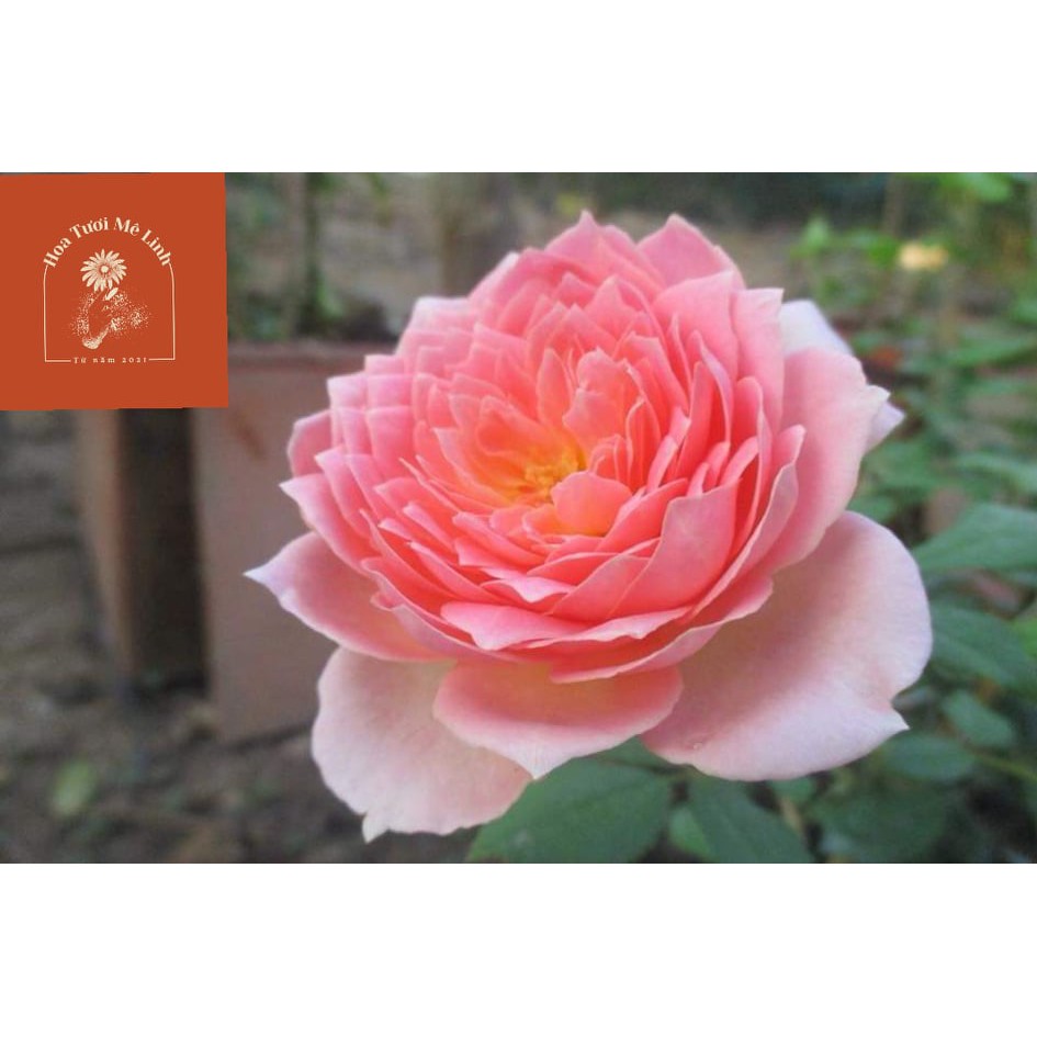 Hoa hồng ngoại Jubilee Celebration rose – Búp sen trên cạn vẻ đẹp thuần túy-HoaTuoiMeLinh