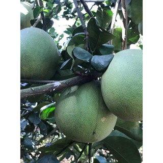 Bưởi Tân Triều