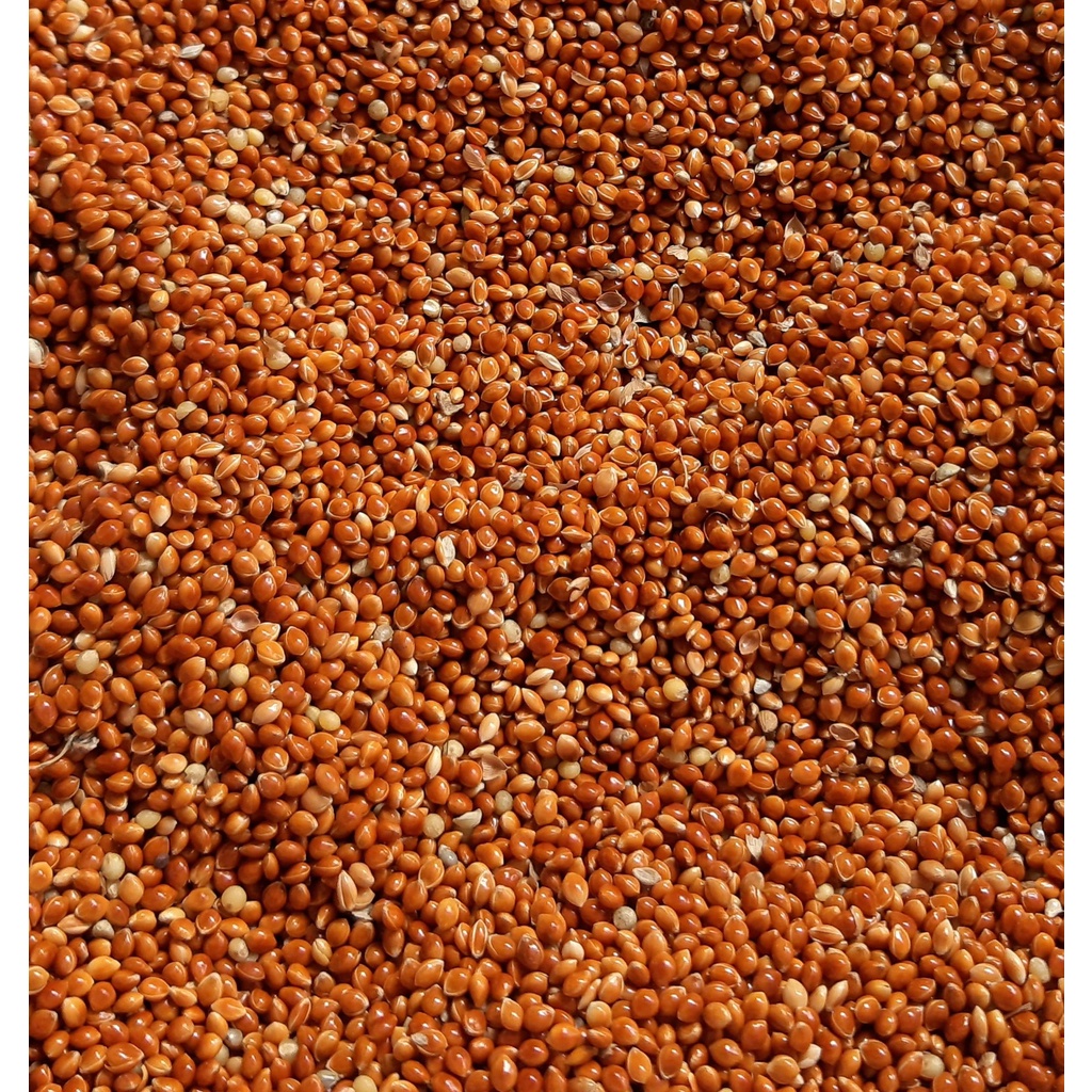 3KG - 5KG KÊ ĐỎ TO cho chim cảnh, vẹt, yến phụng, lovebird, cockatia, prl....