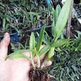 Combo 6 loại lan giống