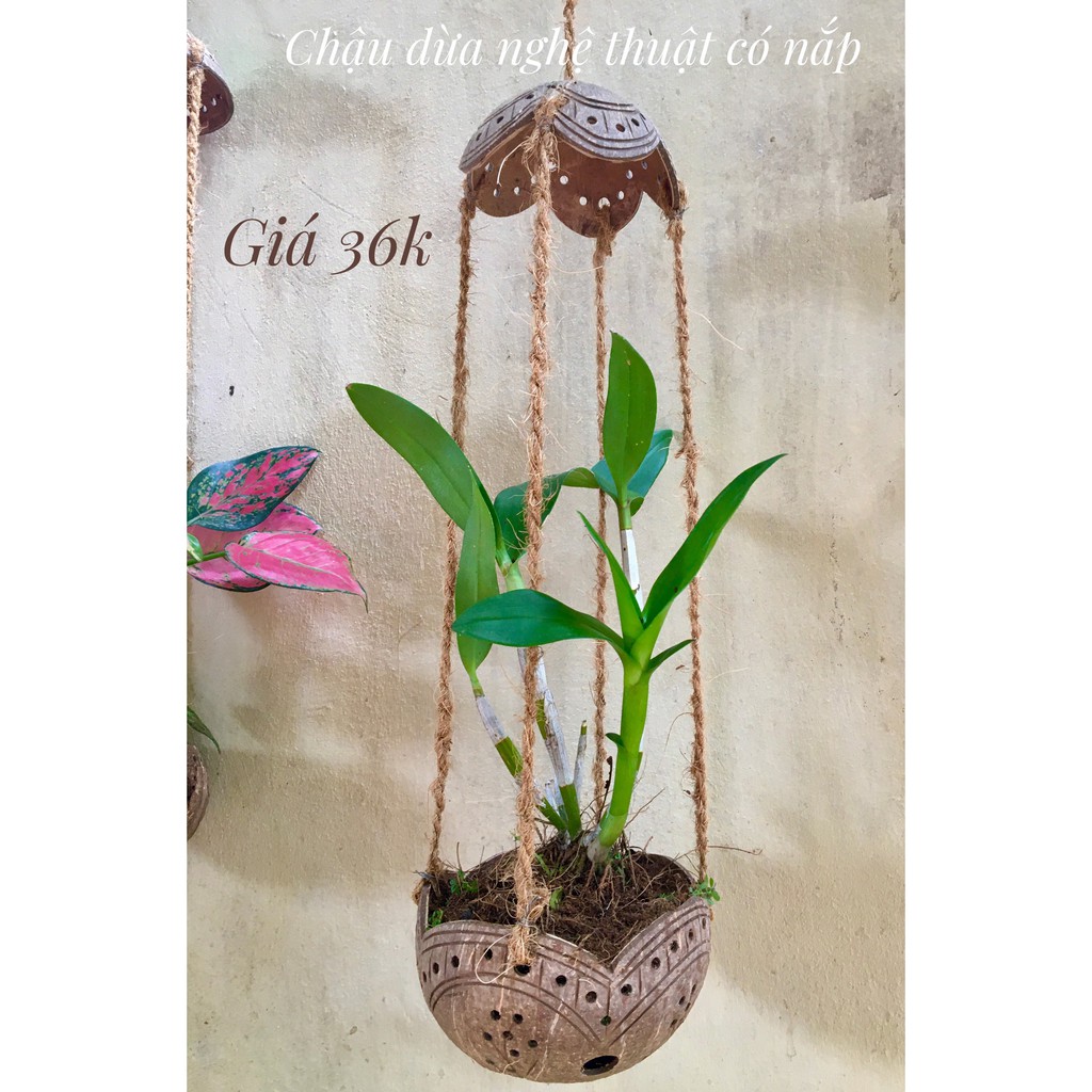 CHẬU TRỒNG LAN NGHỆ THUẬT DÂY SƠ DỪA