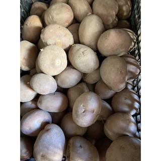 Khoai lang tây Lào Cai (1kg) chuyên cung cấp cho nhà hàng & chợ nhỏ lẻ.