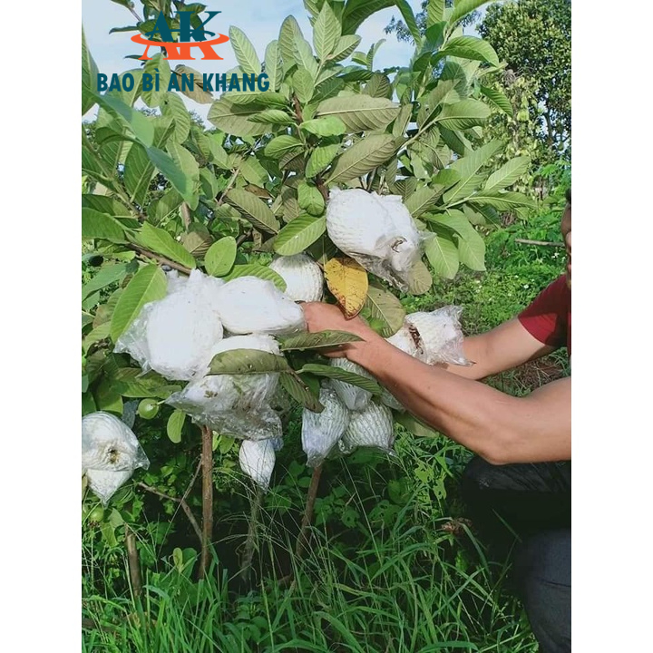 1KG Xốp Bọc Ổi Lồng Sẵn - Xốp Bọc Trái Cây Lồng Sẵn - Loại Đẹp