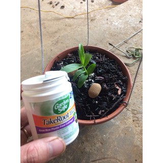 Siêu kích  rễ  Mỹ Take root 56gr