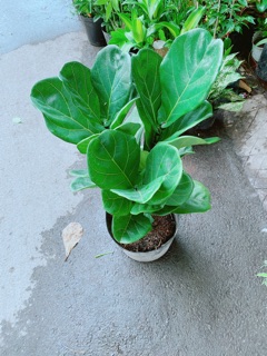 Cây Bàng Singapore Cao 80cm