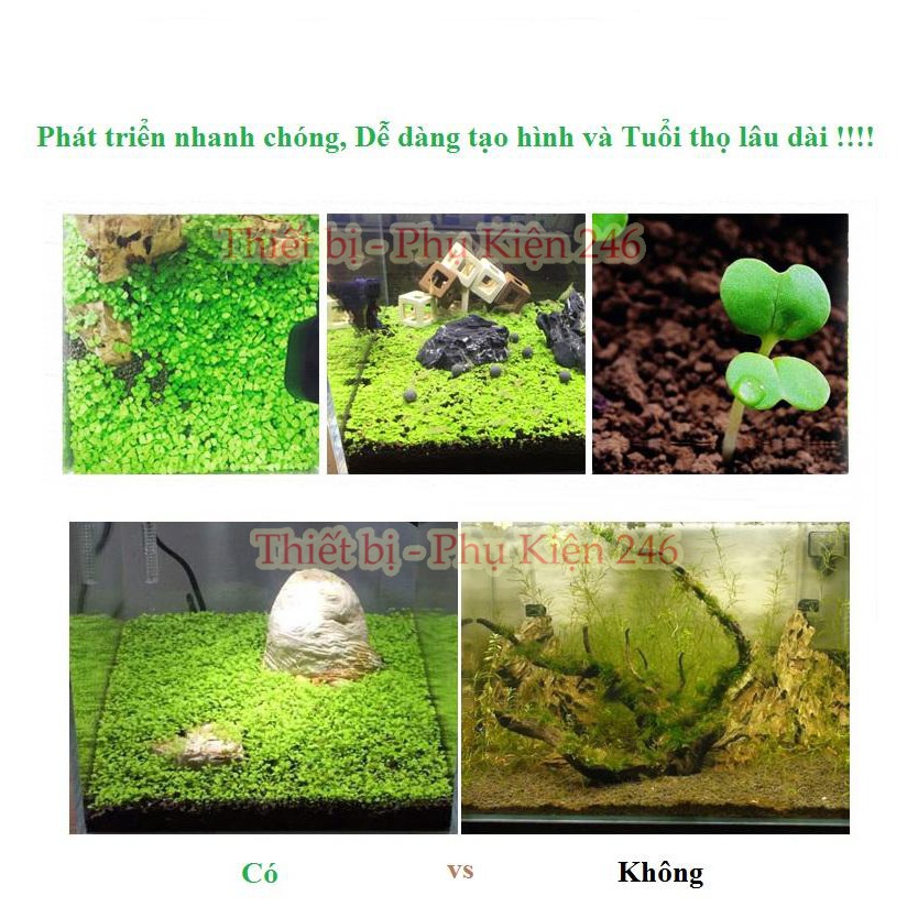 Hạt Giống Trân Châu (Hạt Giống Thủy Sinh)