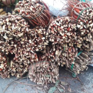 SÂM CÂU ĐỎ TƯƠI 1KG (đẹp)