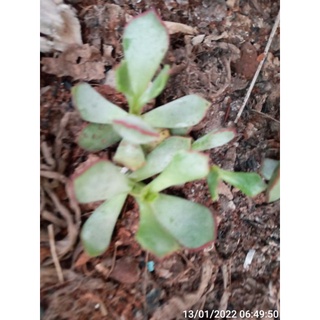 Cây Sen đá Adromischus viền đỏ