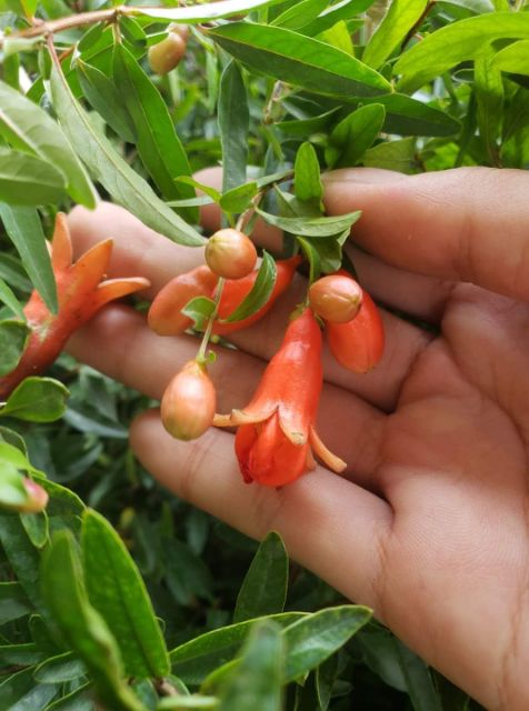 Cây lựu đỏ Thái lan