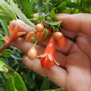 Cây lựu thái.lựu đỏ ấn độ(tặng kèm phân bón)