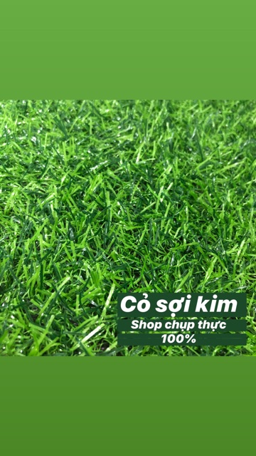 Thảm cỏ nhân tạo 2cm ( 1 cây 50m2 )