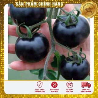 Hạt Giống Cà Chua Bi Quả Đen (30 hạt)