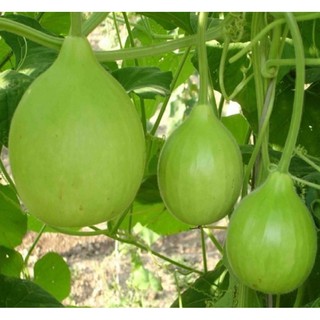 Hạt giống Bầu thiên nga - Gói 3 hạt