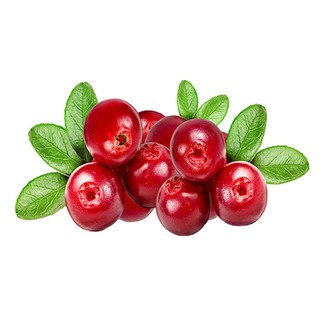 Hạt Giống Việt Quất Đỏ - 30 hạt