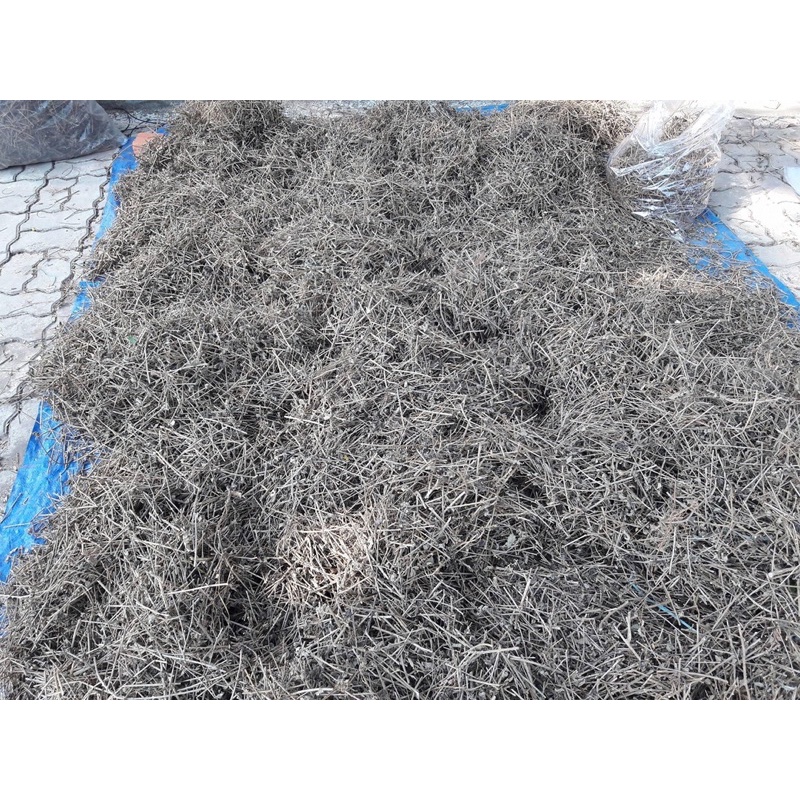 1KG CÀ GAI LEO SẤY KHÔ (loại 1 ) tốt cho gan