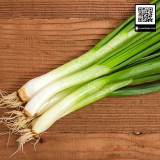 Hạt giống hành hoa (hành lá) cao sản - Shop hạt giống Tạ Gia Trang