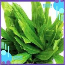 HẠT GIỐNG MÙI TÀU CAO SẢN 10 GRAM