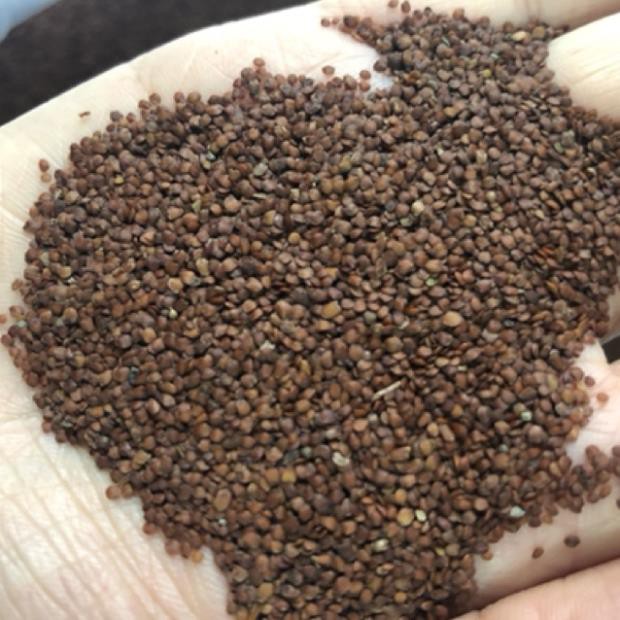 1kg Hạt Ngũ Hoa Handmade BaoNhu_Cosmetics