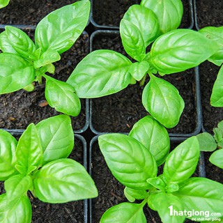 Bán Hạt giống rau húng tây LUCKY SEEDS -1 gr hàng chuẩn