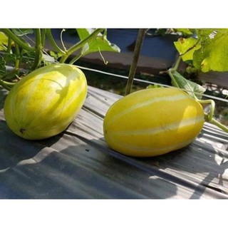 Hạt giống dưa lê Hàn